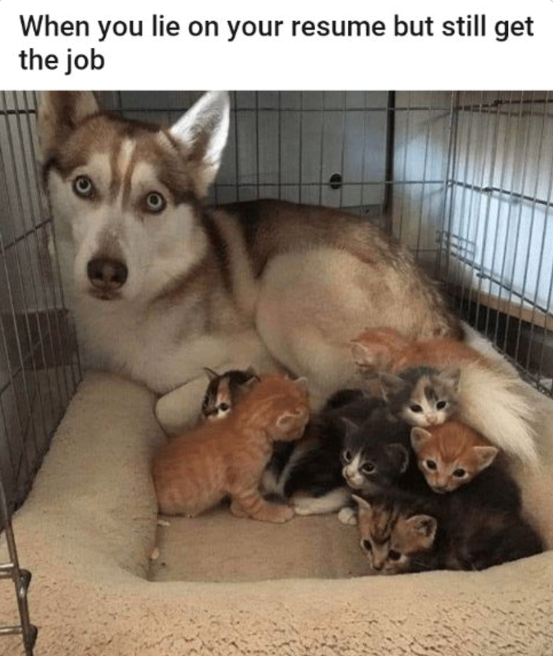 When you lie on your resume but still get the job
