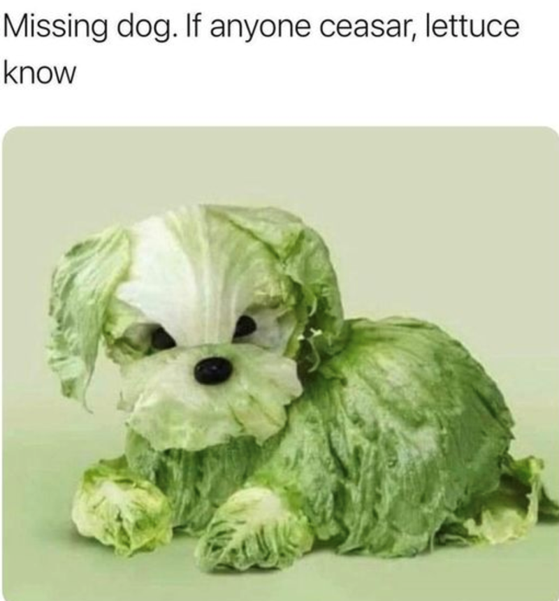 Missing dog. If anyone ceasar, lettuce know