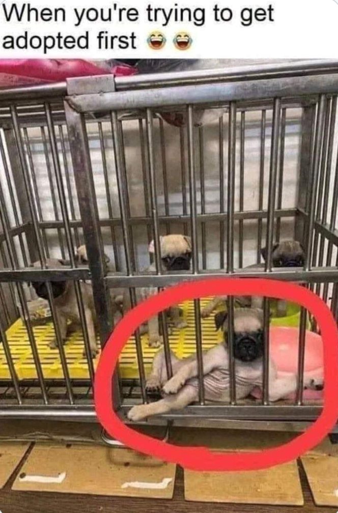 When you're trying to get adopted first →