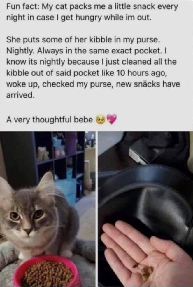 Fun fact: My cat packs me a little snack every night in case I get hungry while im out. She puts some of her kibble in my purse. Nightly. Always in the same exact pocket. I know its nightly because I just cleaned all the kibble out of said pocket like 10 hours ago, woke up, checked my purse, new snäcks have arrived. A very thoughtful bebe