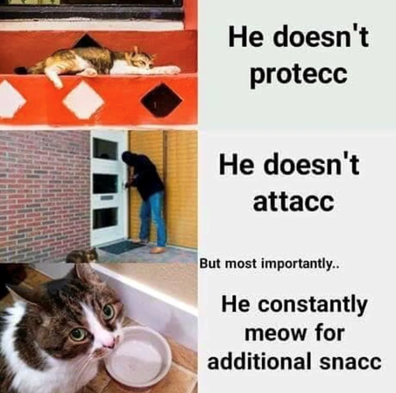 He doesn't protecc He doesn't attacc But most importantly.. He constantly meow for additional snacc