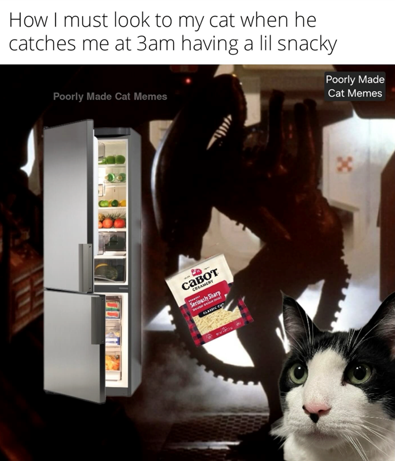 How I must look to my cat when he catches me at 3am having a lil snacky Poorly Made Cat Memes Poorly Made Cat Memes савот CREAMERY Seriously Sharp CLASSIC CUT