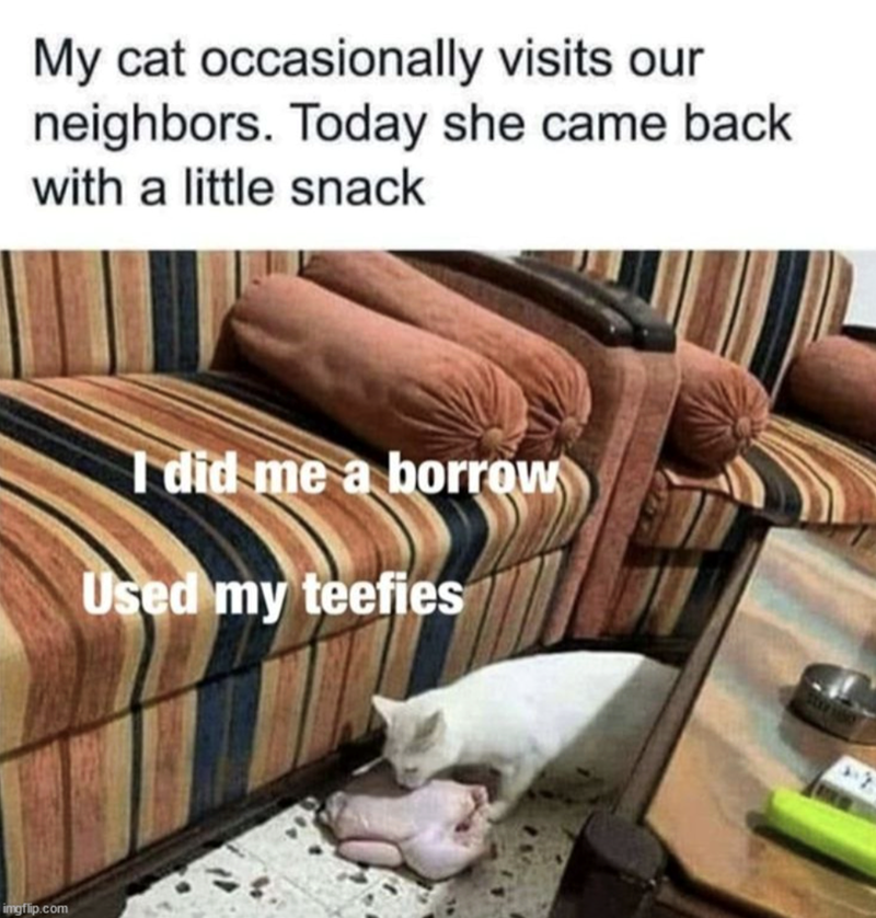 My cat occasionally visits our neighbors. Today she came back with a little snack imgflip.com I did me a borrow Used my teefies