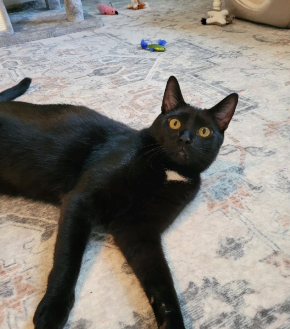 Cheezburger Image 10621878272