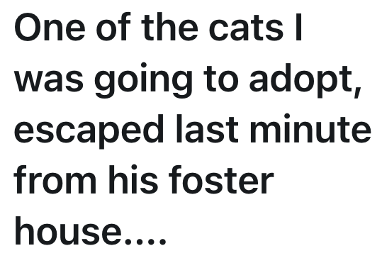 One of the cats I was going to adopt, escaped last minute from his foster house....
