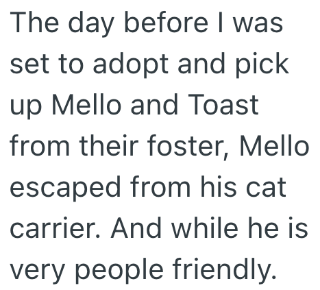 The day before I was set to adopt and pick up Mello and Toast from their foster, Mello escaped from his cat carrier. And while he is very people friendly.