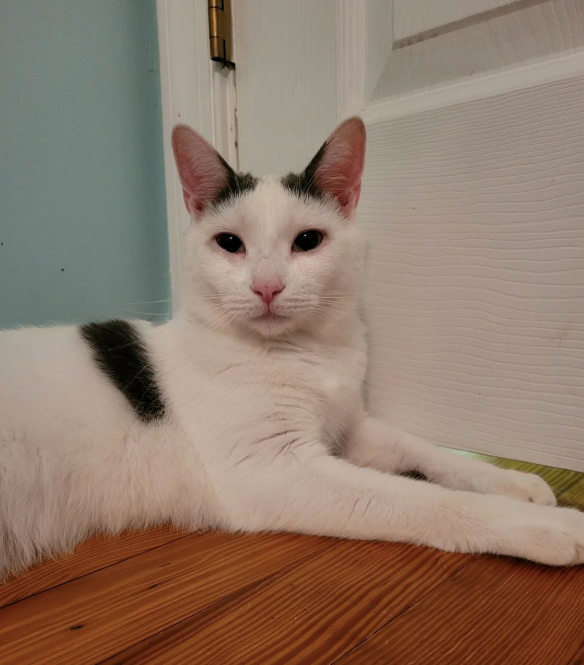 Cheezburger Image 10621883648