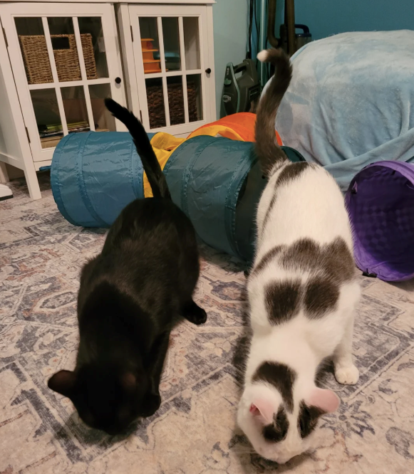 Cheezburger Image 10621884160