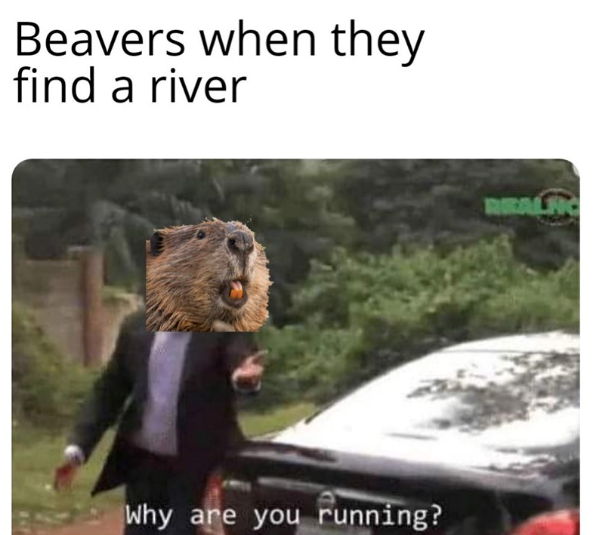 Beavers when they find a river Why are you running? REALFIC
