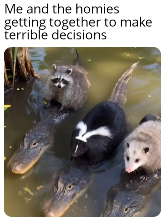 Me and the homies getting together to make terrible decisions