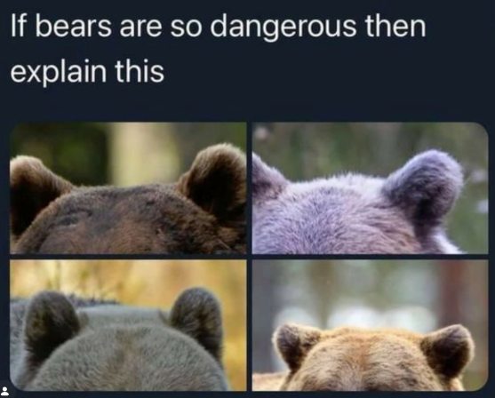 If bears are so dangerous then explain this
