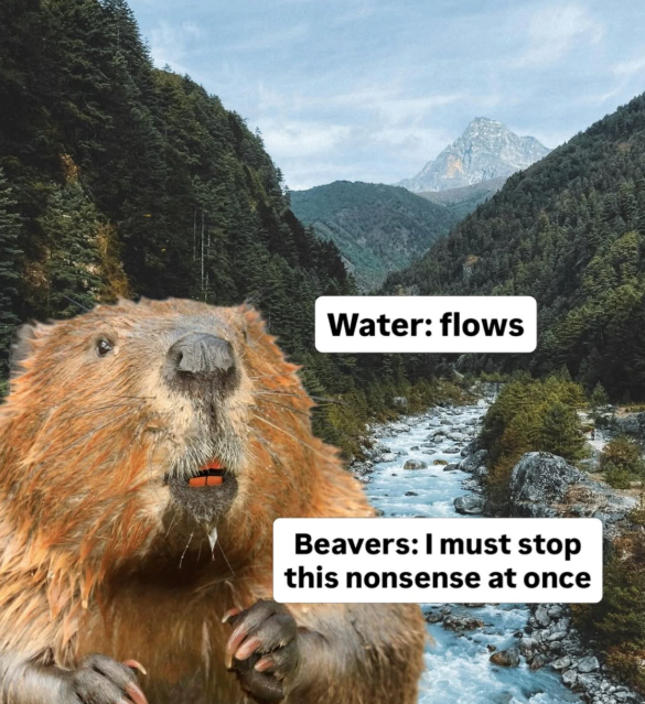 Water: flows Beavers: I must stop this nonsense at once