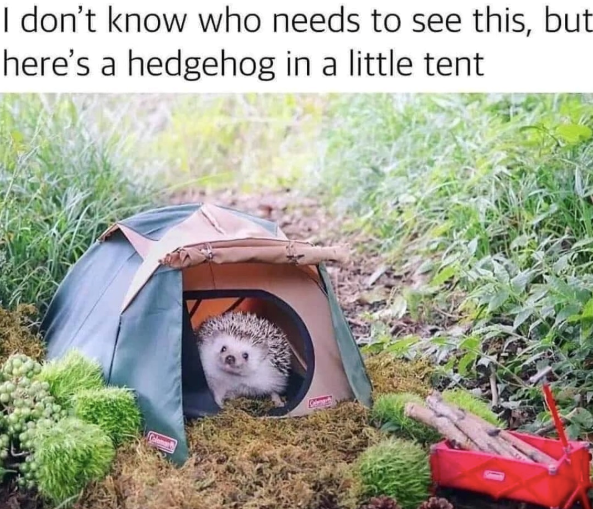 I don't know who needs to see this, but here's a hedgehog in a little tent