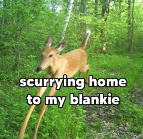 scurrying home to my blankie
