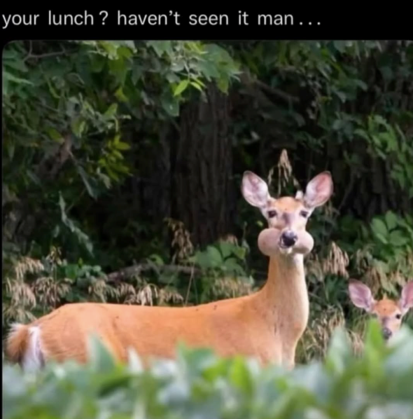 your lunch? haven't seen it man…..