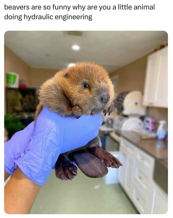 beavers are so funny why are you a little animal doing hydraulic engineering