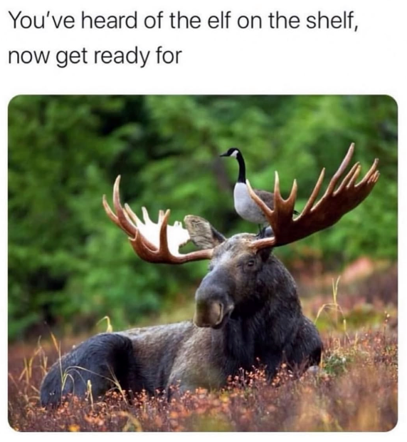 You've heard of the elf on the shelf, now get ready for