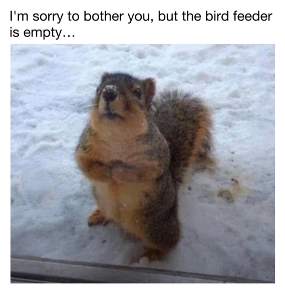 I'm sorry to bother you, but the bird feeder is empty...