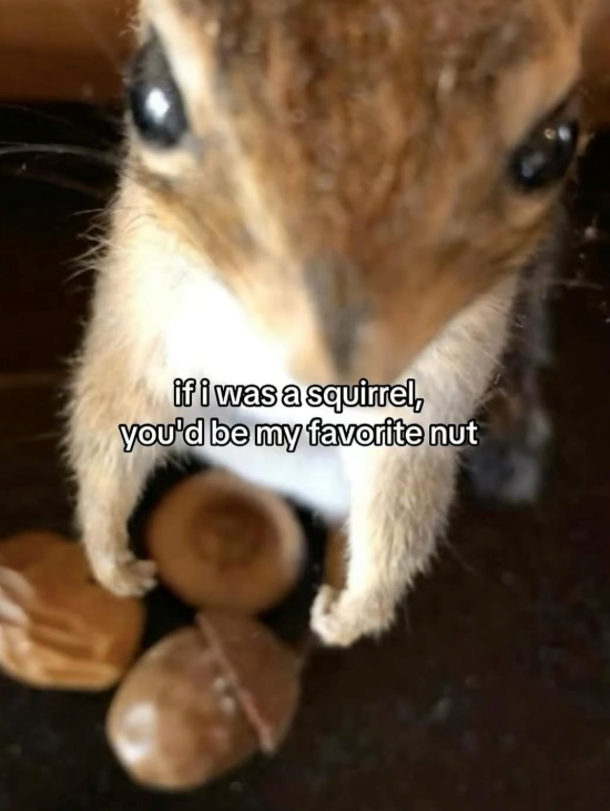 if i was a squirrel, you'd be my favorite nut
