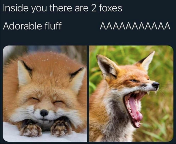 Inside you there are 2 foxes Adorable fluff AAAAAAAAAAA