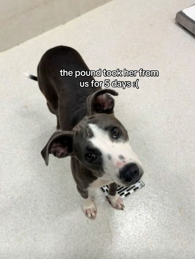 the pound took her from us for 5 days :( US