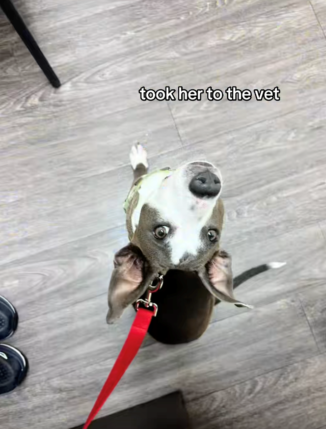 Cheezburger Image 10621957632