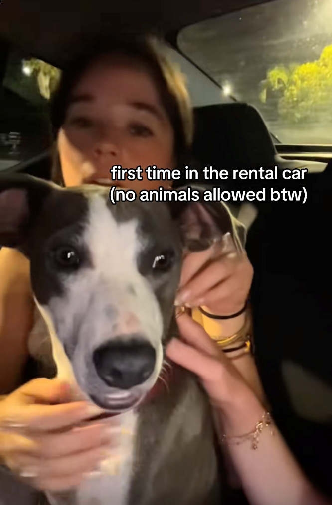 first time in the rental car (no animals allowed btw)