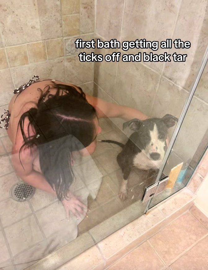 first bath getting all the ticks off and black tar