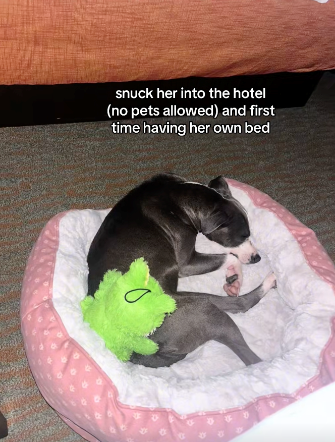 snuck her into the hotel (no pets allowed) and first time having her own bed