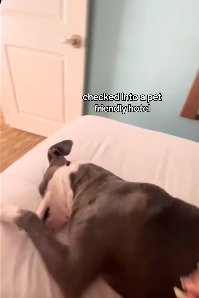 checked into a pet friendly hotel