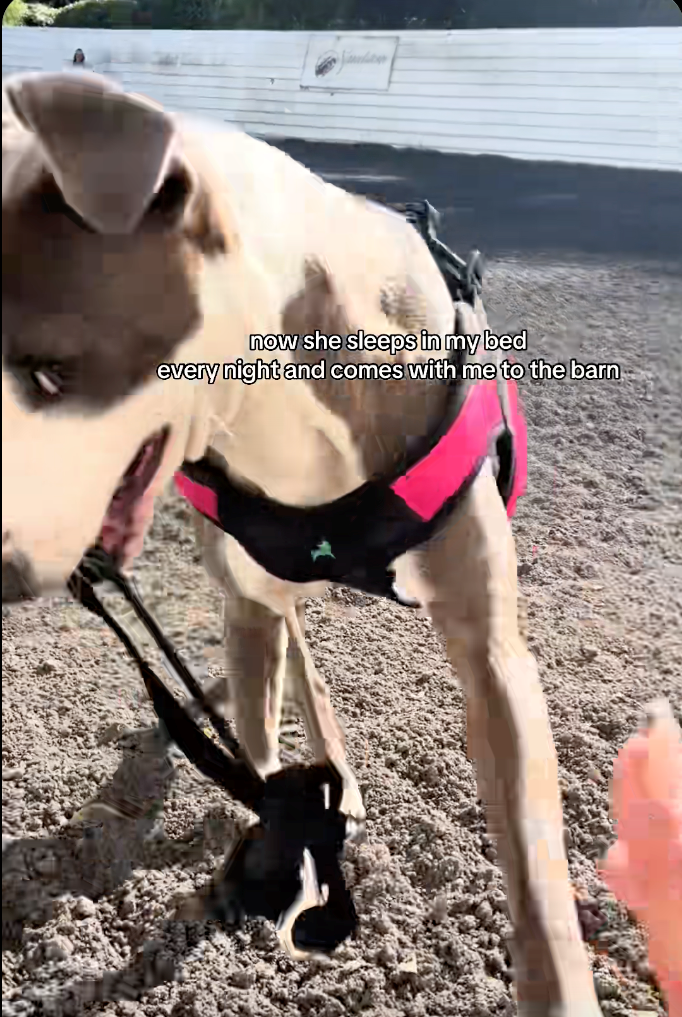 now she sleeps in my bed every night and comes with me to the barn