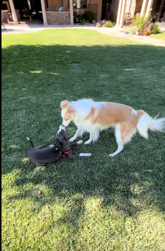 Cheezburger Image 10621960192