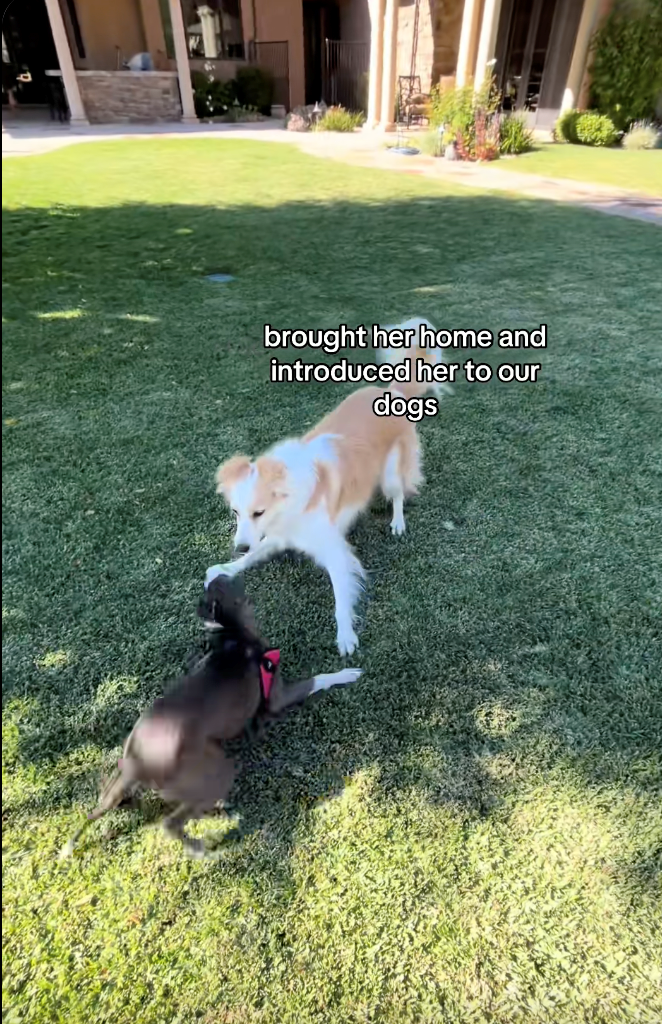 brought her home and introduced her to our dogs