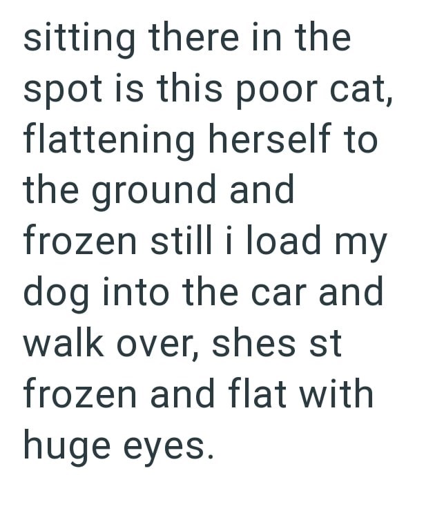 sitting there in the spot is this poor cat, flattening herself to the ground and frozen still i load my dog into the car and walk over, shes st frozen and flat with huge eyes.