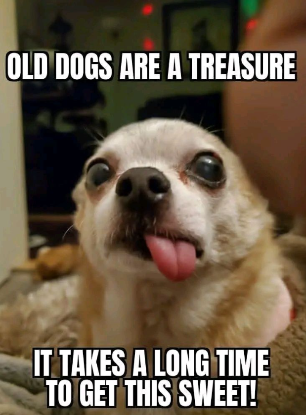 OLD DOGS ARE A TREASURE IT TAKES A LONG TIME TO GET THIS SWEET!