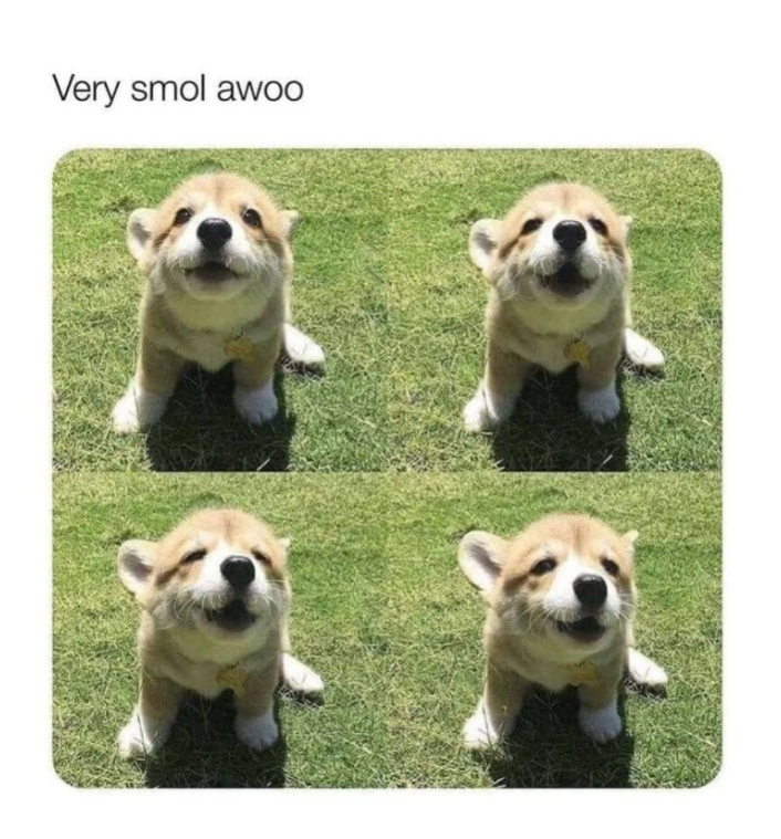 Very smol awoo