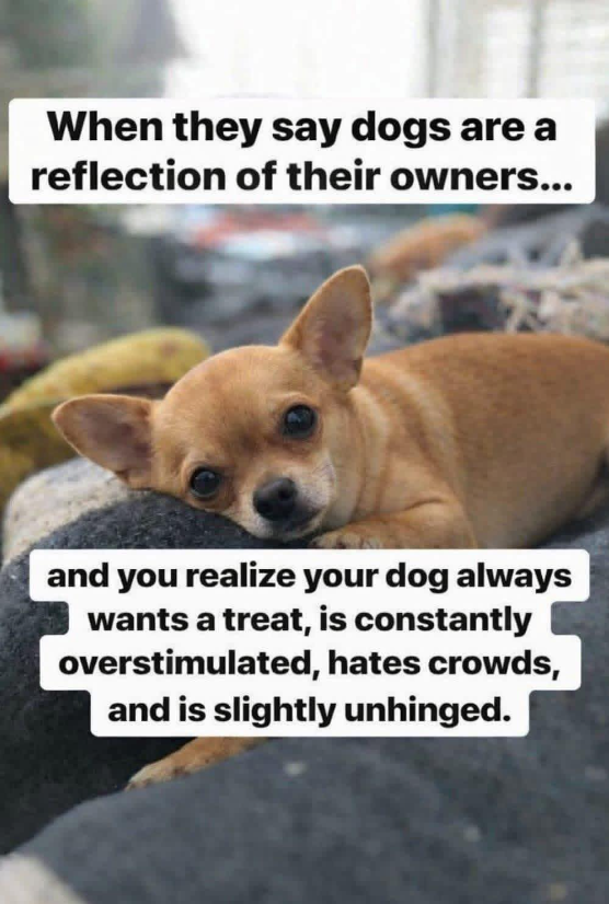 When they say dogs are a reflection of their owners... and you realize your dog always wants a treat, is constantly overstimulated, hates crowds, and is slightly unhinged.