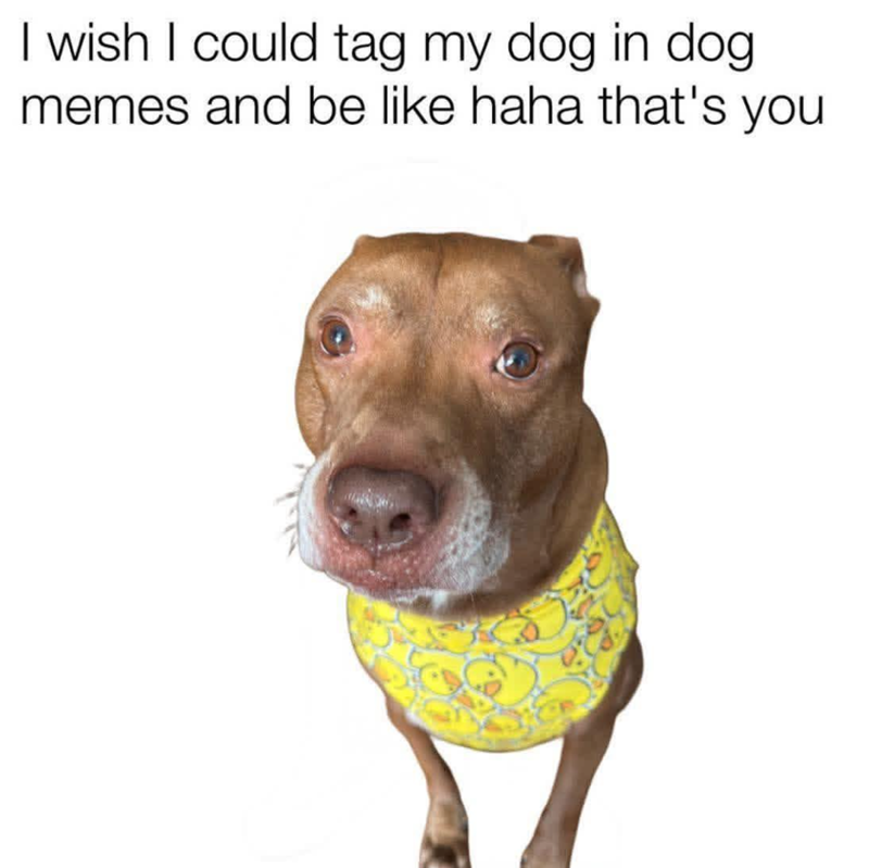 I wish I could tag my dog in dog memes and be like haha that's you