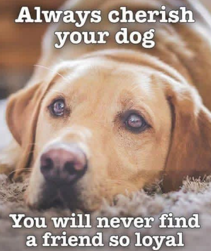 Always cherish your dog You will never find a friend so loyal