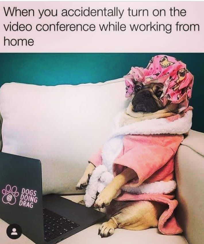 When you accidentally turn on the video conference while working from home OO DOGS DOING DRAG
