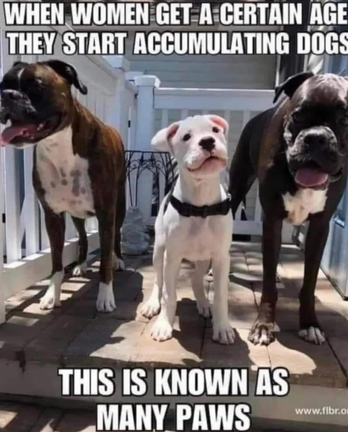 WHEN WOMEN GET A CERTAIN AGE THEY START ACCUMULATING DOGS THIS IS KNOWN AS MANY PAWS www.fibr.o