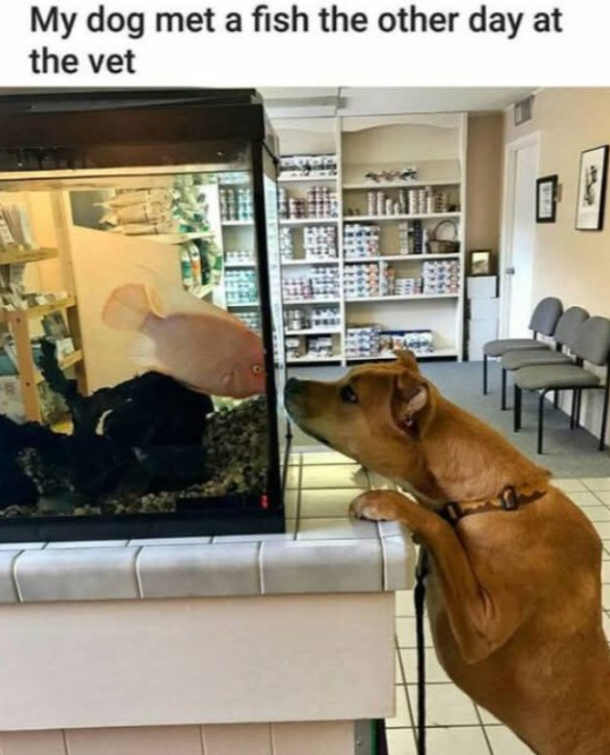 My dog met a fish the other day at the vet