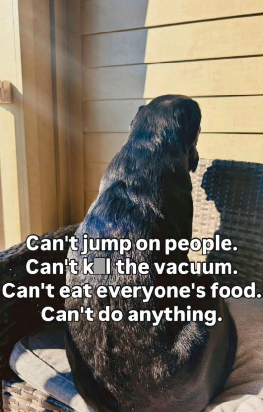 Can't jump on people. Can't k the vacuum. Can't eat everyone's food. Can't do anything.