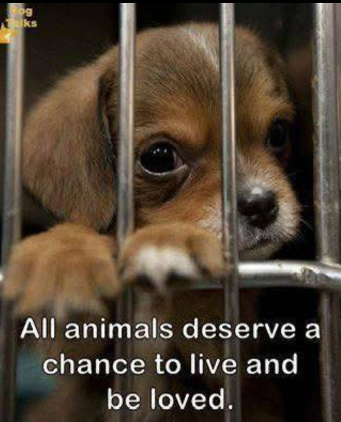Rog ks All animals deserve a chance to live and be loved.