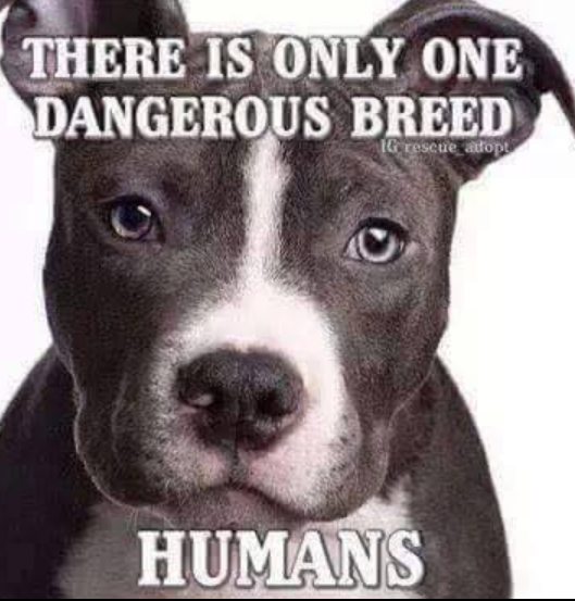 THERE IS ONLY ONE DANGEROUS BREED IG rescue atopt HUMANS