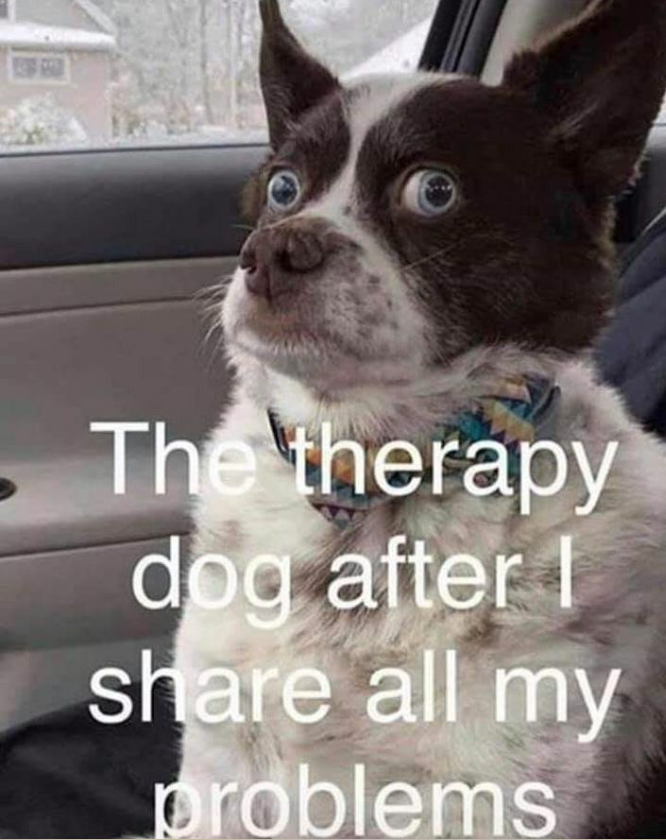 The therapy dog after I share all my problems