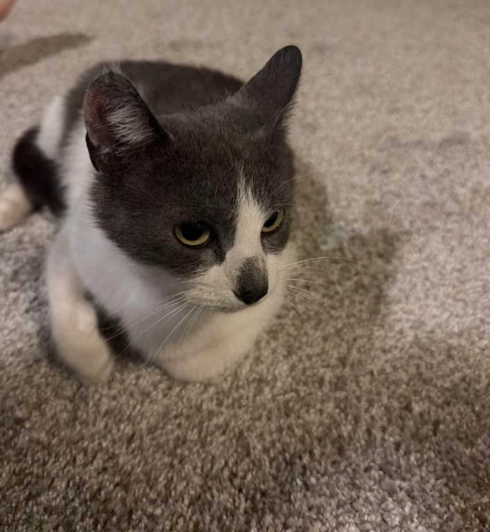 Cheezburger Image 10622046208