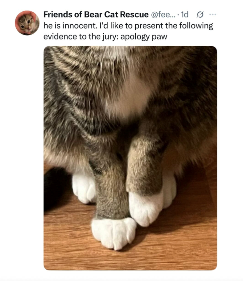 Friends of Bear Cat Rescue @fee.... 1d Ø he is innocent. I'd like to present the following evidence to the jury: apology paw