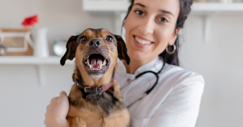 Female Vet With a Dog