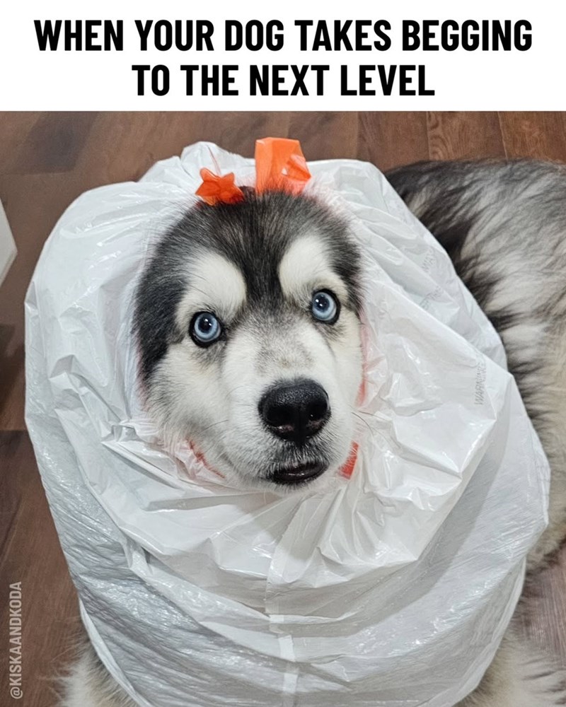 @KISKAANDKODA WHEN YOUR DOG TAKES BEGGING TO THE NEXT LEVEL